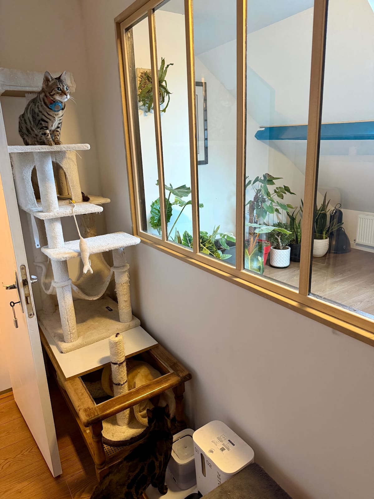 Chambre image 8 — Parenthèse jungle, photo 11